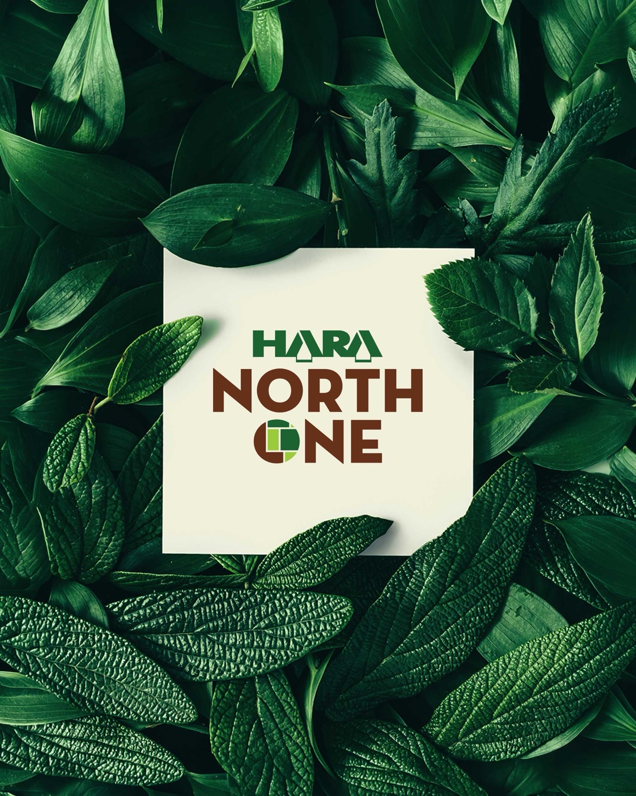 Hara North One feature image